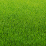Afbeelding van gras bij de recensie van Hovenier de Roos