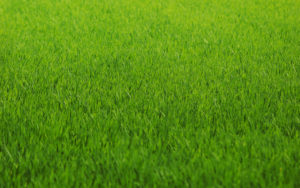 Afbeelding van gras bij de recensie van Hovenier de Roos