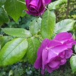 Afbeelding van paarse bloemen bij de recensie van Hovenier de Roos