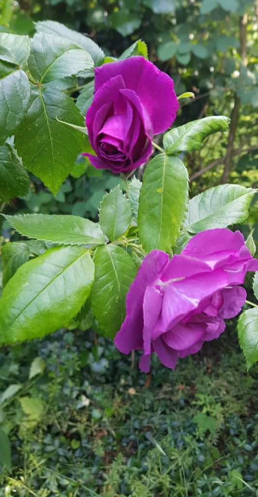 Afbeelding van paarse bloemen bij de recensie van Hovenier de Roos